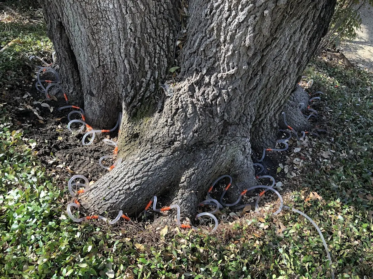 Detailed Tree Cabling and Bracing job site in Simpsonville