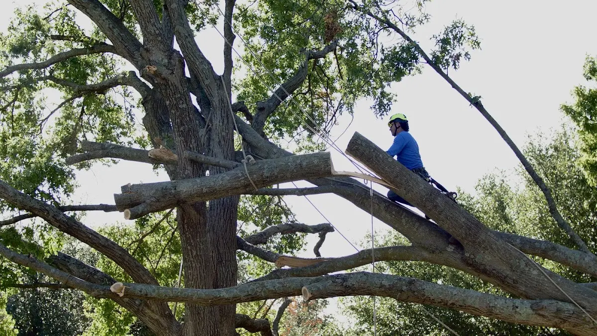 Professional Crown Thinning performed by certified arborists in Simpsonville